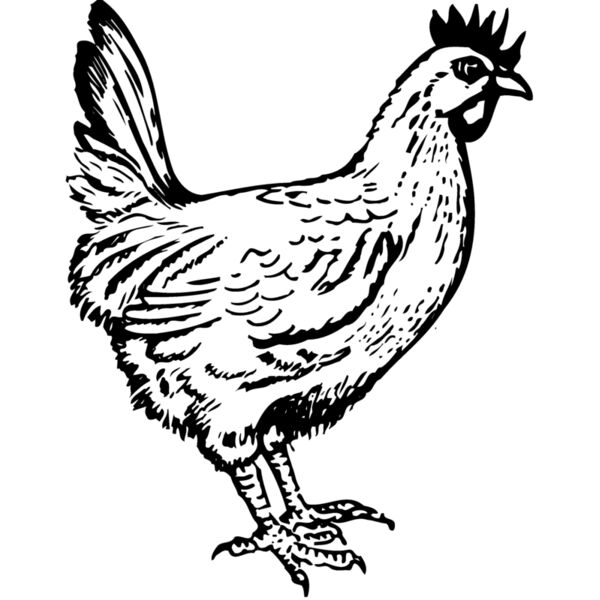 CHICK004 Thumbnail