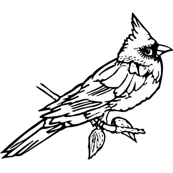 BIRD009 Thumbnail