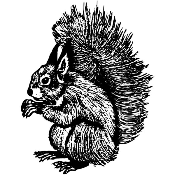 SQUER005 Thumbnail