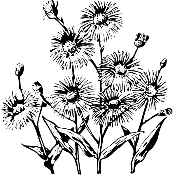 FLOWER22 Thumbnail