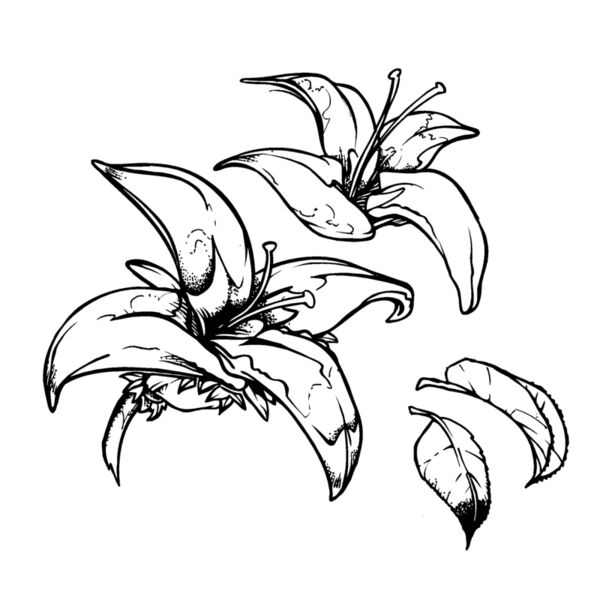 flower2 Thumbnail