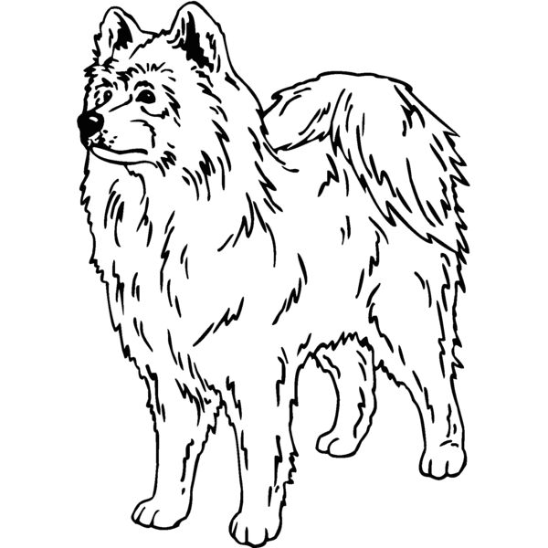 samoyed01 Thumbnail