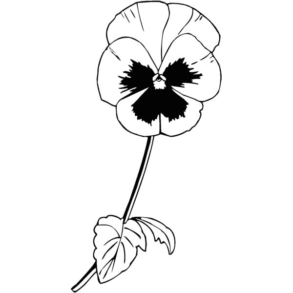 pansy Thumbnail