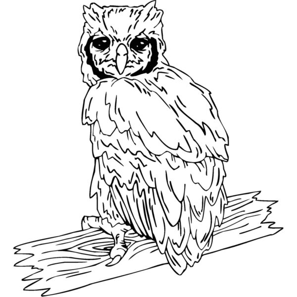 owl3 Thumbnail