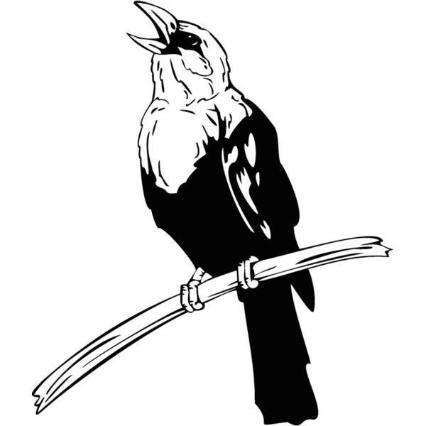 blackbird Thumbnail