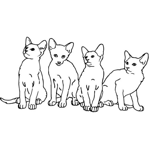 kittens Thumbnail