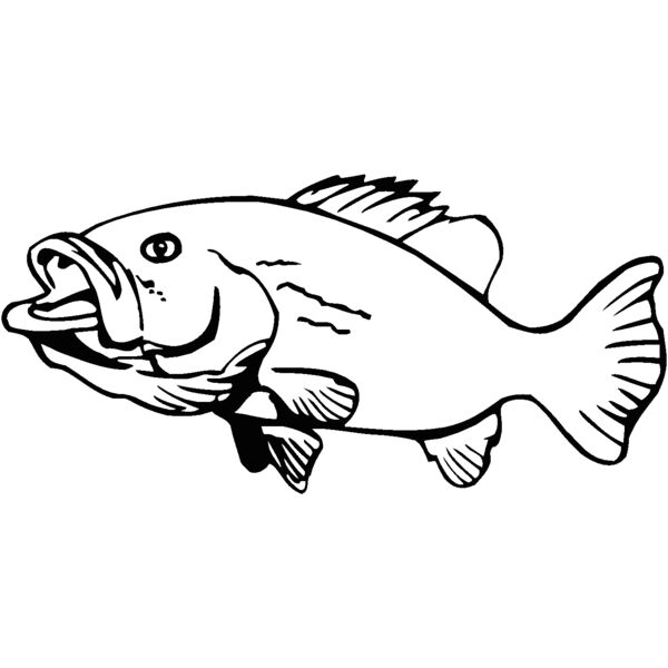 bass2 Thumbnail