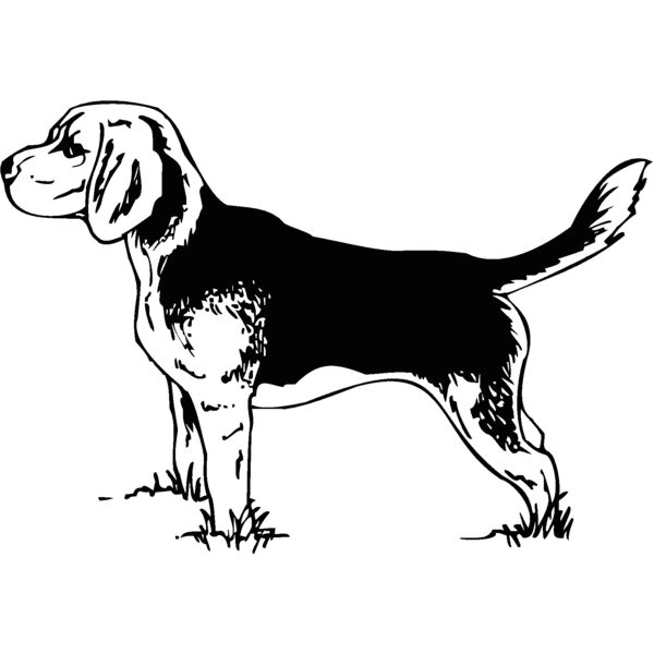 beagle Thumbnail