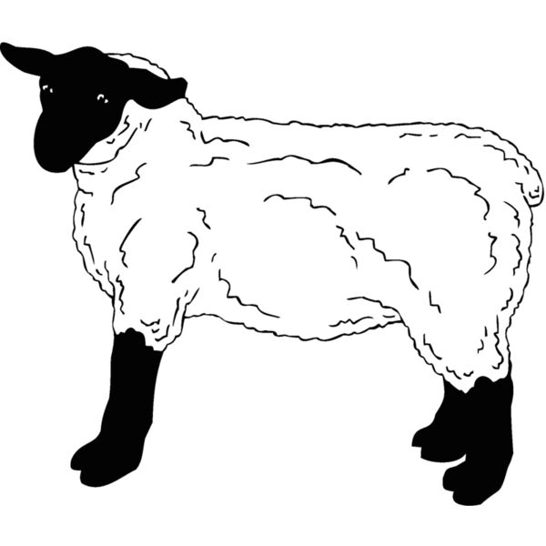 sheep3 Thumbnail