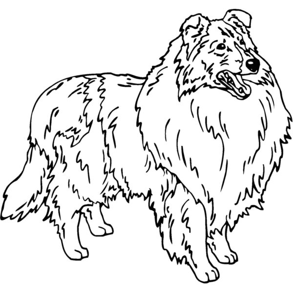 collie2 Thumbnail