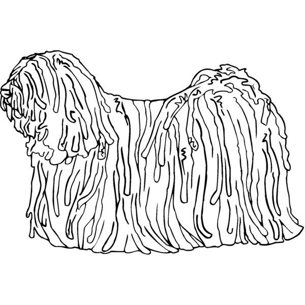 puli Thumbnail