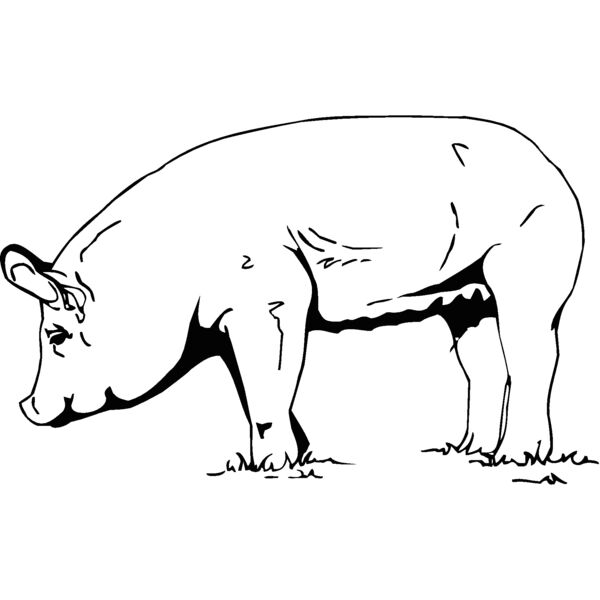 pig5 Thumbnail