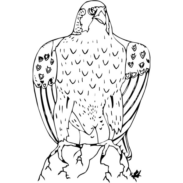 eagle3 Thumbnail