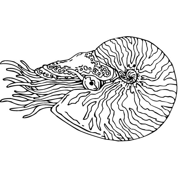 nautilus Thumbnail