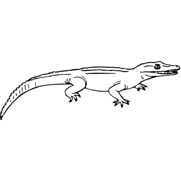 lizard7 Thumbnail
