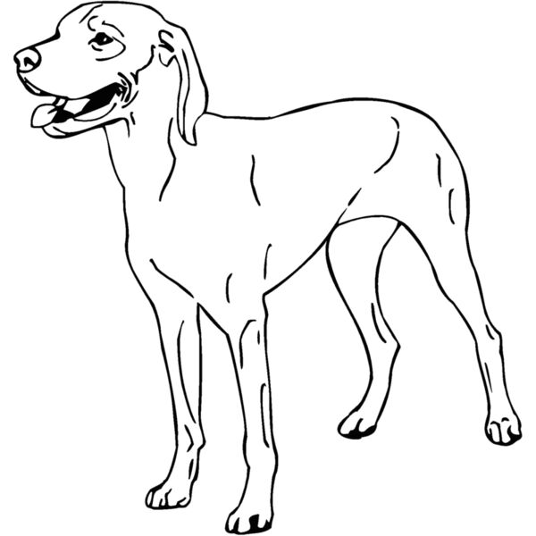 vizsla Thumbnail