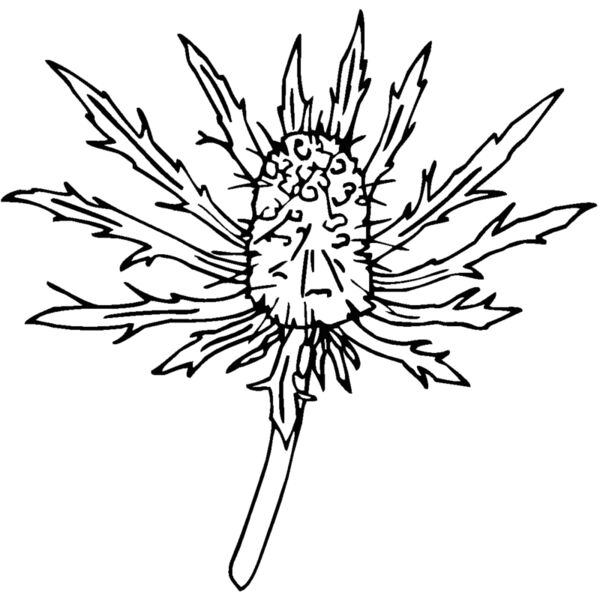 seaholly Thumbnail