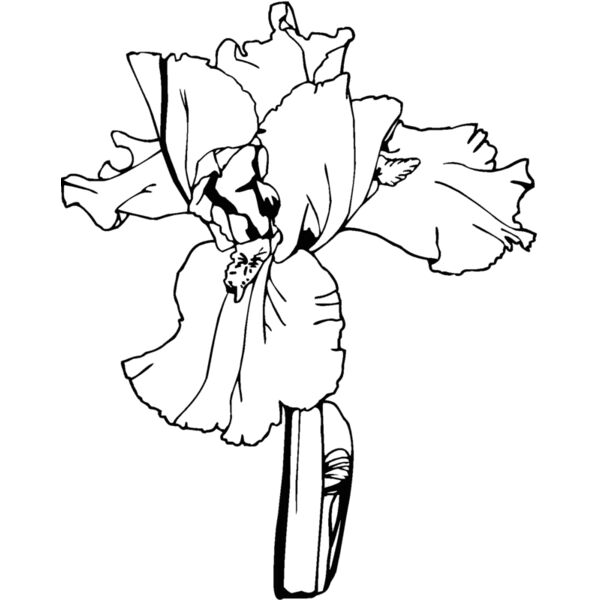 iris Thumbnail