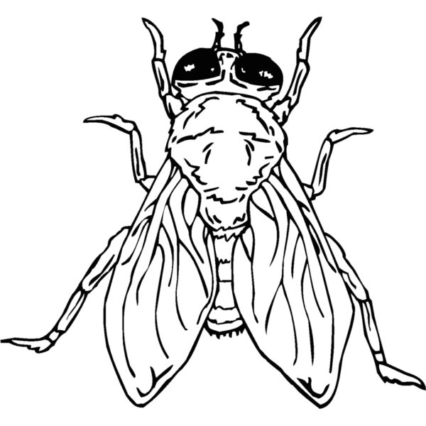 fly Thumbnail