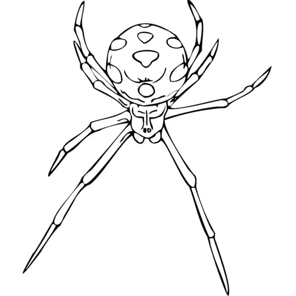 widow sp Thumbnail