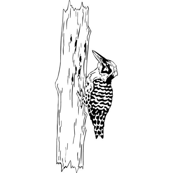 woodpecker Thumbnail