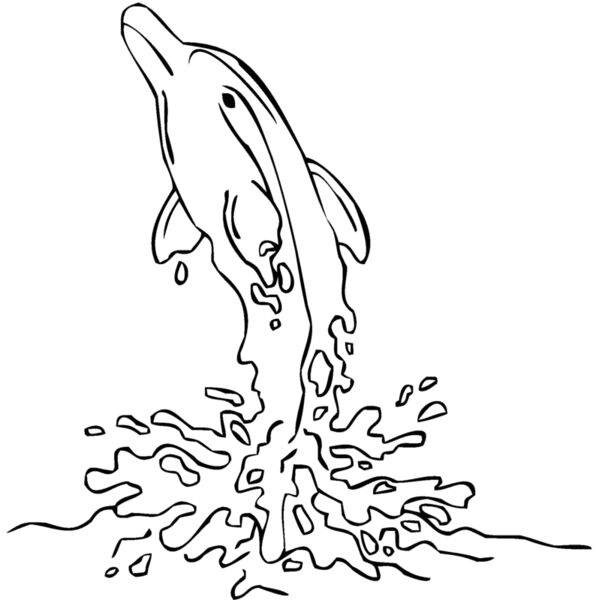 dolphin27 Thumbnail