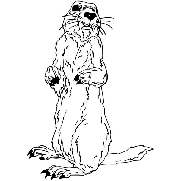 gopher Thumbnail