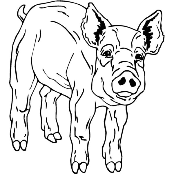 pig2 Thumbnail