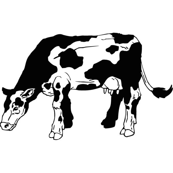 cow Thumbnail