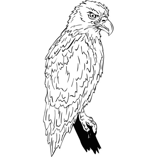eagle19 Thumbnail
