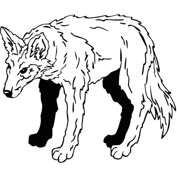coyote7 Thumbnail