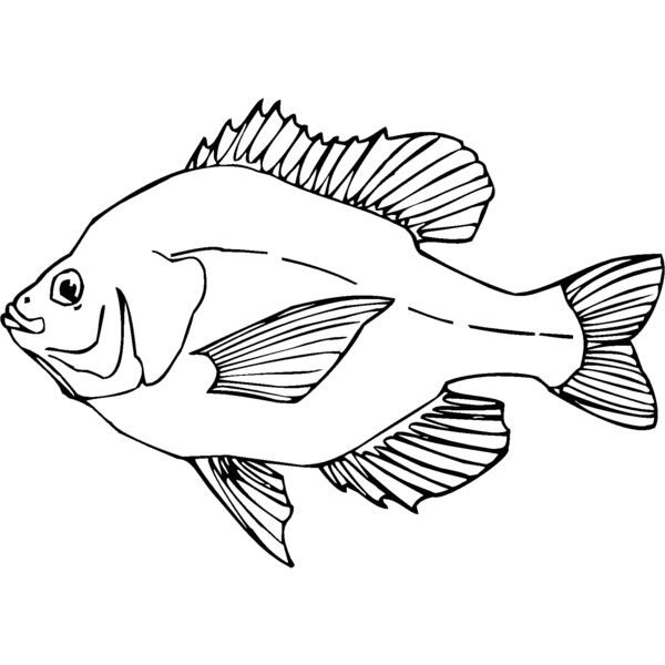 sunfish Thumbnail
