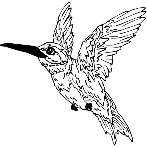 hummingbird1 Thumbnail