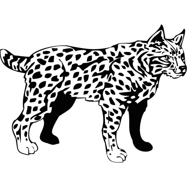 bobcat1 Thumbnail
