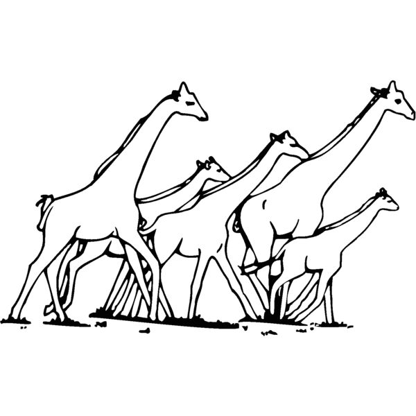 giraffes Thumbnail