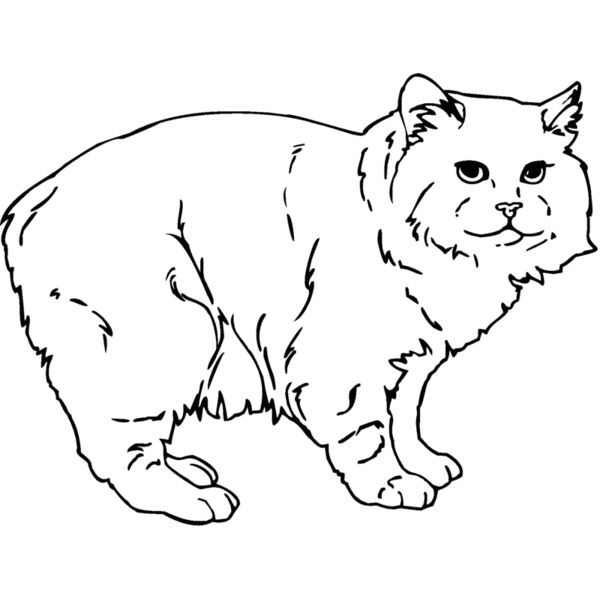 cymric Thumbnail