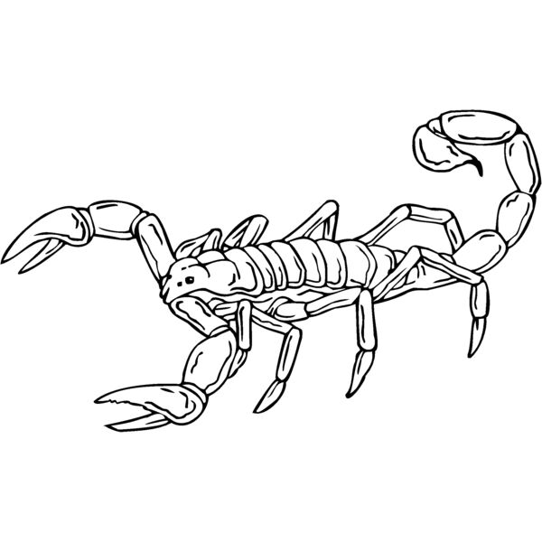 scorpion2 Thumbnail