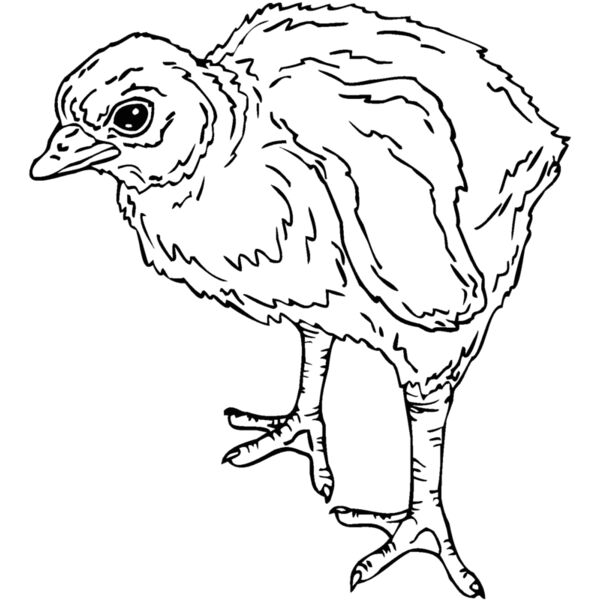 chick Thumbnail