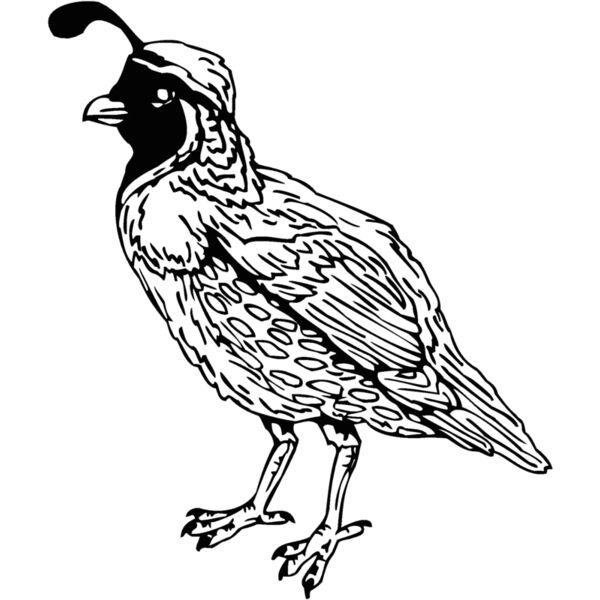 quail Thumbnail