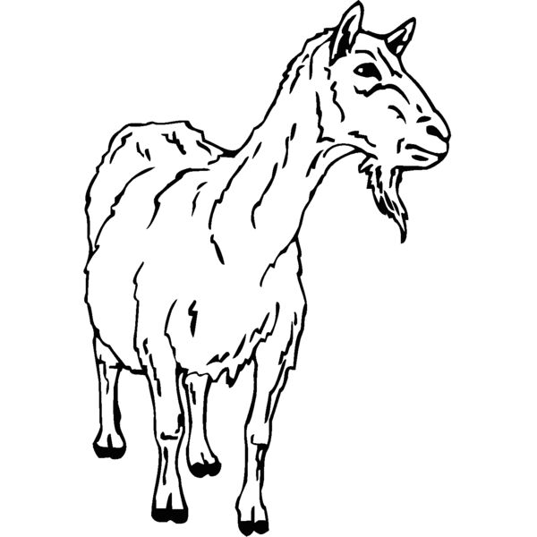 goat3 Thumbnail