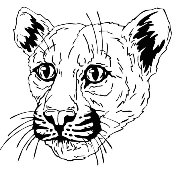 cougar2 Thumbnail