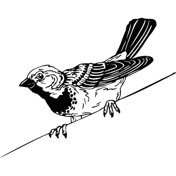 sparrow2 Thumbnail