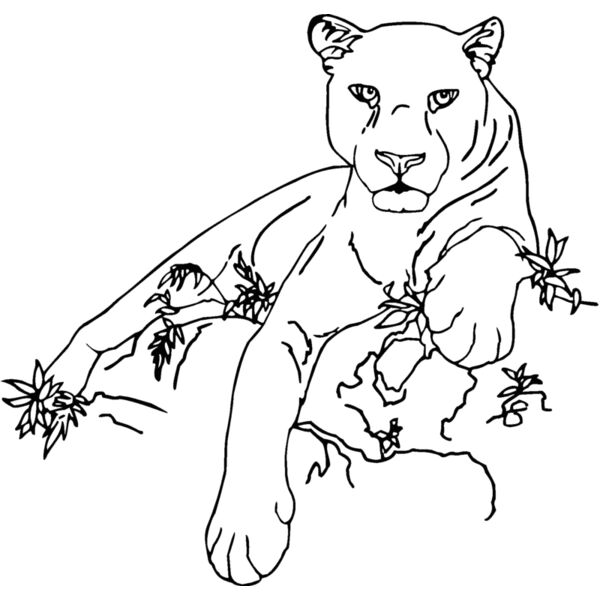 panther Thumbnail