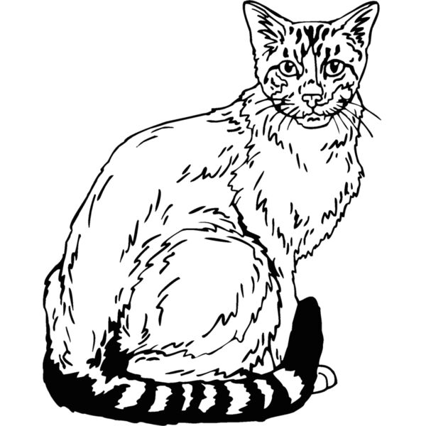 snowshoe Thumbnail