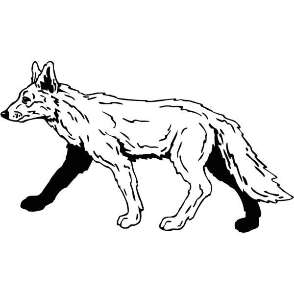 coyote6 Thumbnail