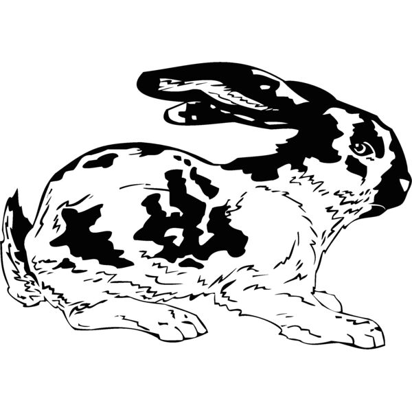 bunny Thumbnail