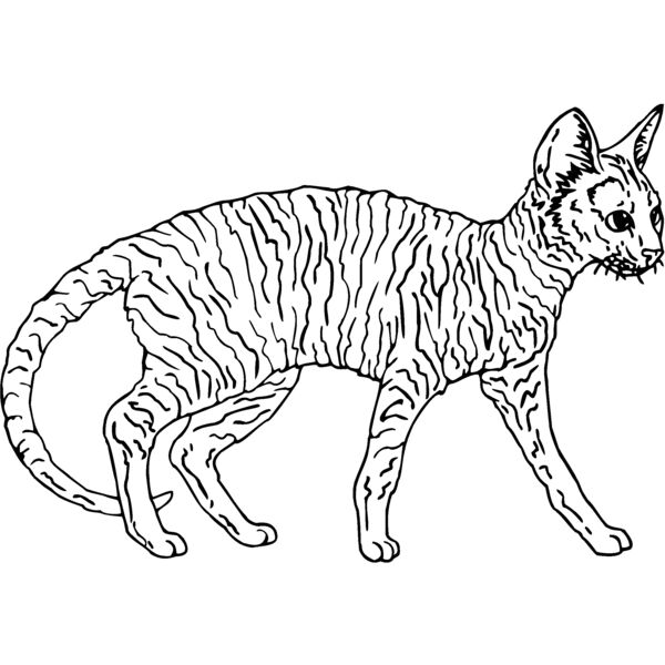 rex 2 Thumbnail