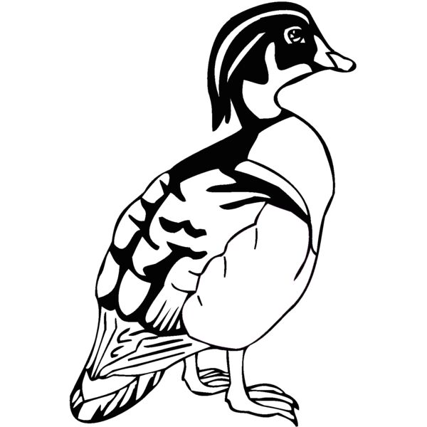 wood duck Thumbnail