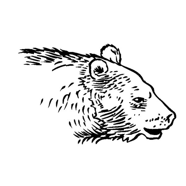 bear24 Thumbnail