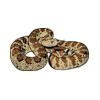 5 Pack - Oval Sticker 3 1/2 Thumbnail
